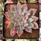 Echeveria 'Cherry Drop' 2" New Changhee Hybrid Succulent Plant