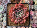 Echeveria 'Cortes' 4" Succulent Plant