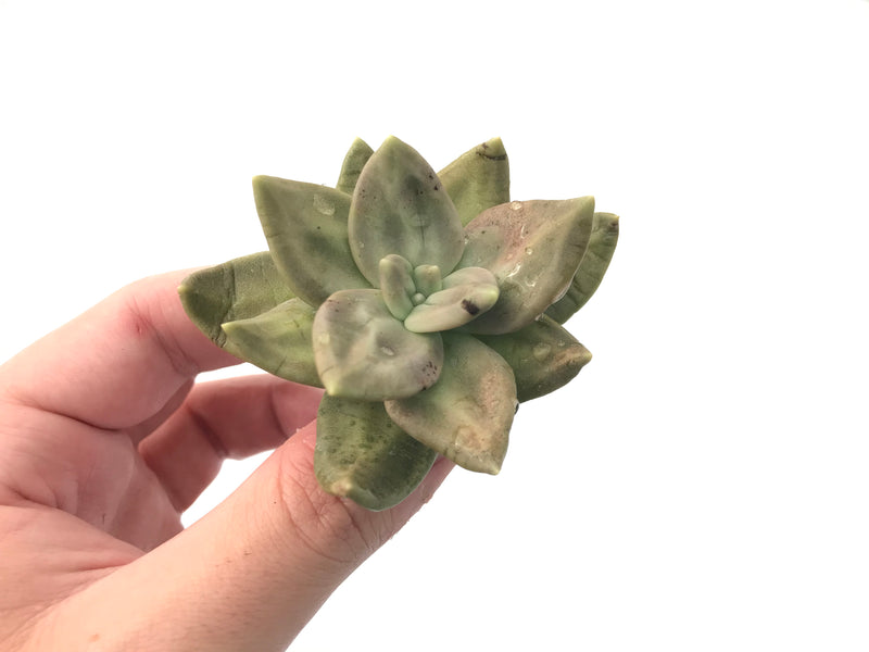 Echeveria 'Xichuensis' 2"-3" Succulent Plant