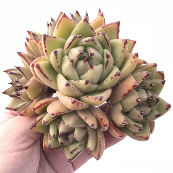 Echeveria Agavoides Maria Hybrid 6” Rare Succulent Plant