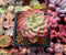 Echeveria 'Mellow Yellow' 2" Succulent Plant