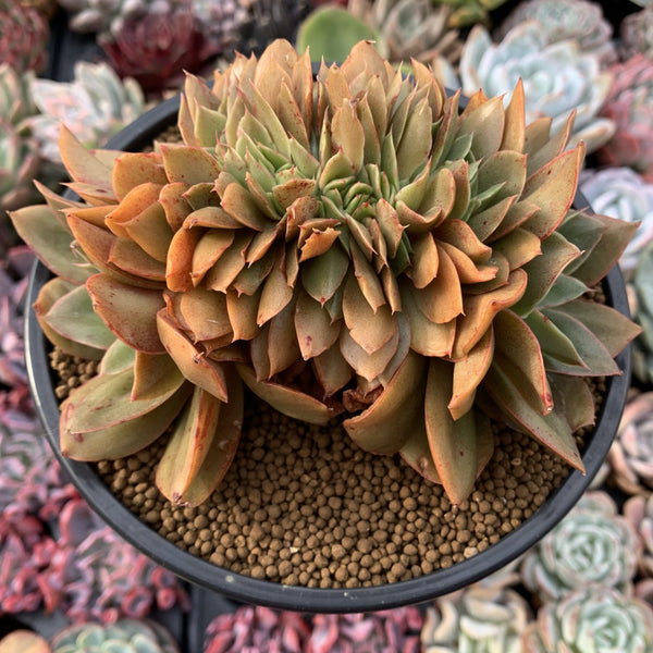 Echeveria 'Jin Cheol Hong' Crested 6" Large Succulent Plant