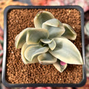 Graptoveria 'Fred Ives' Variegated 1" Succulent Plant