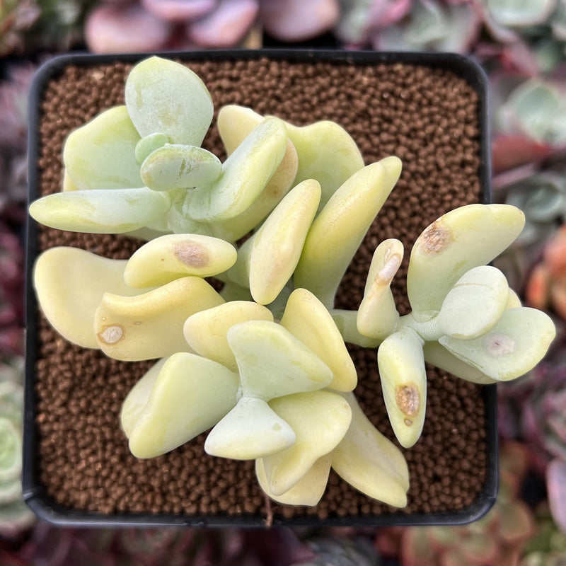 Sedum Allantoides 'Banana Beauty' 3" Cluster Succulent Plant