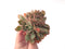 Echeveria 'Jin Cheol Hong' Crested Cluster 4"-5" Succulent Plant