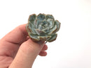 Echeveria 'Snow Bunny' 1" Powdery Succulent Plant