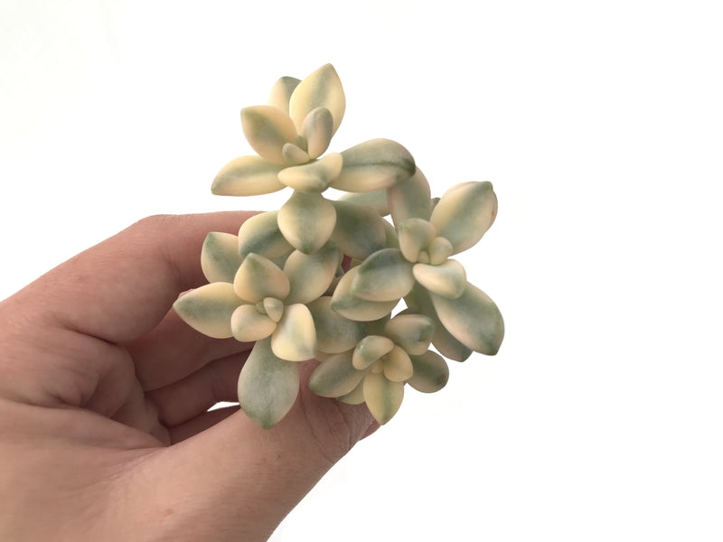 Graptoveria 'Titubans' Variegated Cluster 3" Succulent Plant