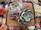 Echeveria 'Sleepy' 4" Powdery Succulent Plant