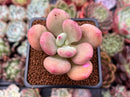 Pachyphytum 'Doctor Cornelius' 2" Succulent Plant