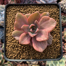 Graptoveria 'Mrs Richards' Variegated 3" Succulent Plant