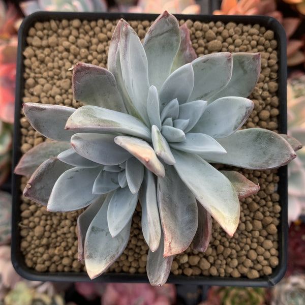 Dudleya 'Farinosa' 2"-3" Powdery Succulent Plant