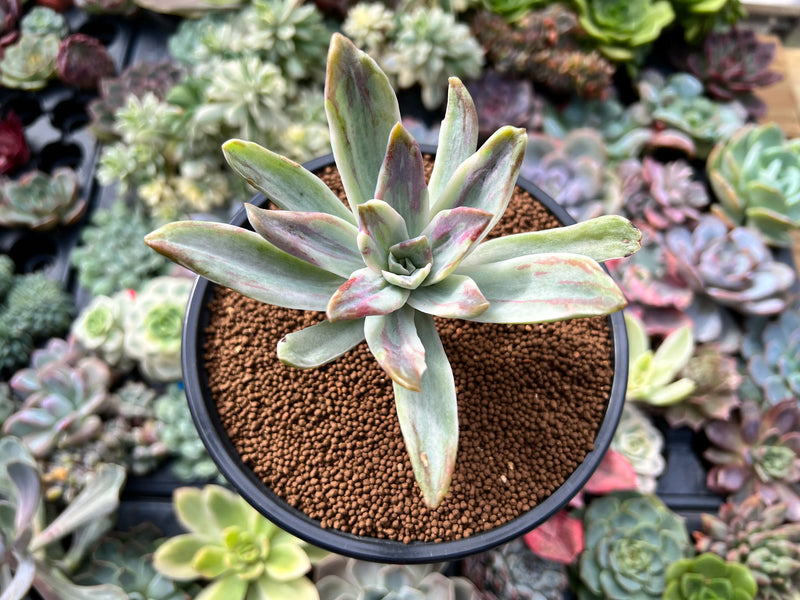 Graptoveria 'Fred Ives' Variegated 4" Succulent Plant 1" Succulent Plant