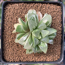 Haworthia 'Retusa' Variegated 2" Succulent Plant