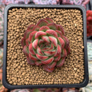 Echeveria Agavoides 'Pokeball' 1"-2" New Hybrid Succulent Plant