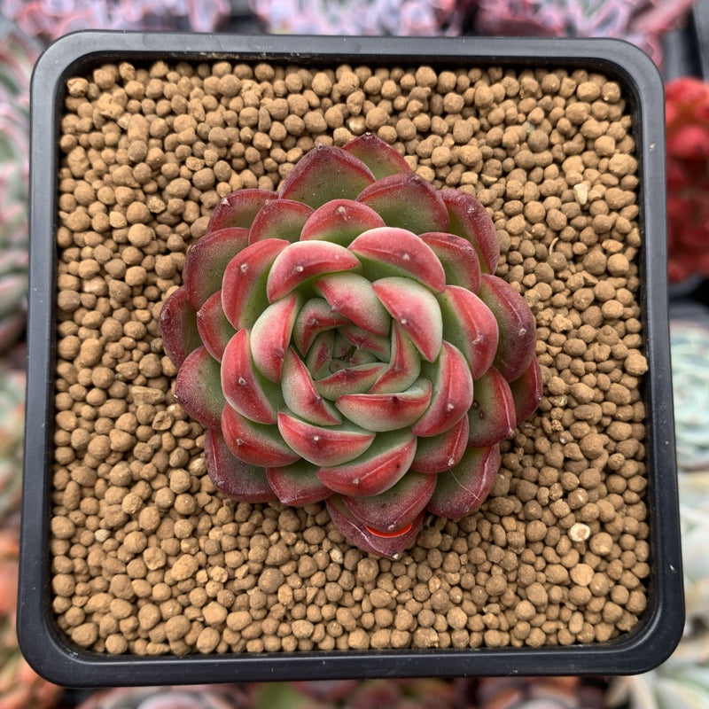 Echeveria Agavoides 'Pokeball' 1"-2" New Hybrid Succulent Plant