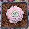 Echeveria 'Amazing Grace' 1" Succulent Plant