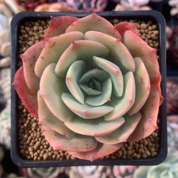 Echeveria 'White Snow' 3" Succulent Plant