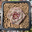 Echeveria 'Red Velvet' 1"-2" Succulent Plant