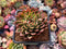 Echeveria sp. 2" Succulent Plant