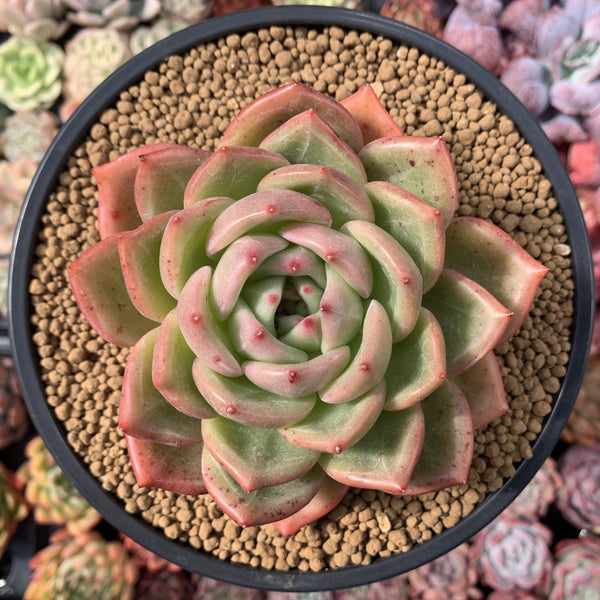 Echeveria 'Orange Champaign' 4"-5" Succulent Plant