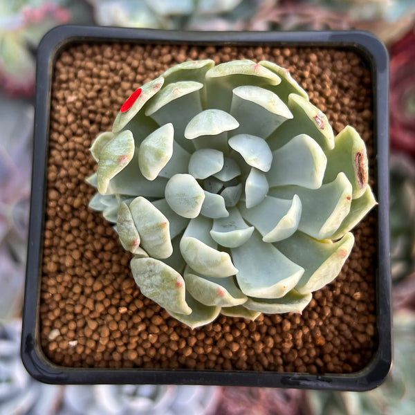 Echeveria 'Angel-In-Us' Variegated 2" Succulent Plant