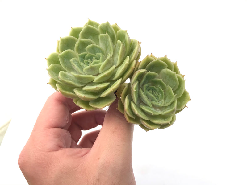 Echeveria 'Onslow' Cluster 1"-2" Rare Succulent Plant