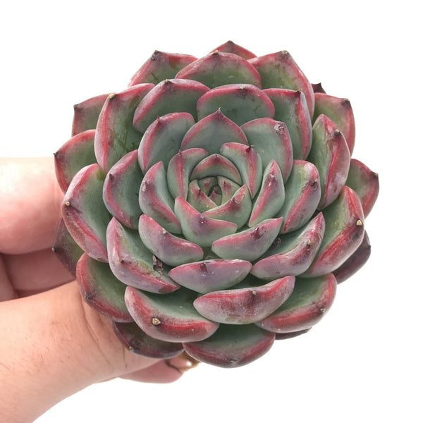 Echeveria sp. 3" Succulent Plant