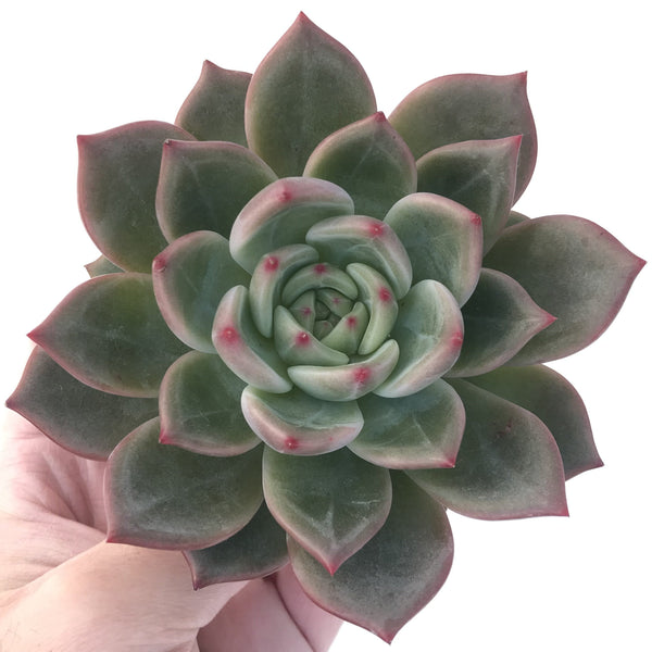 Echeveria 'Monroe Chanel' 5" Succulent Plant