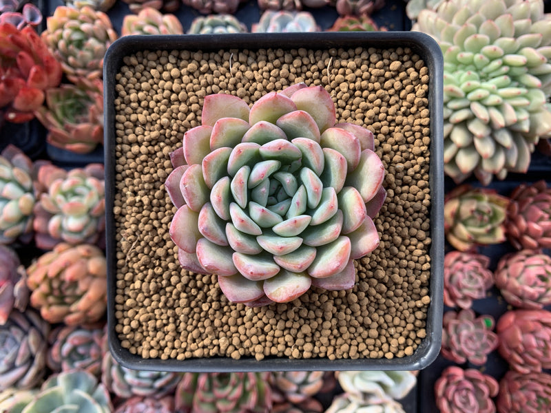 Echeveria sp. 2"-3" Succulent Plant