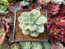 Sedum 'Clavatum' Variegated 2" Succulent Plant