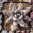 Pachyphytum 'Valentine' 3"-4" Succulent Plant