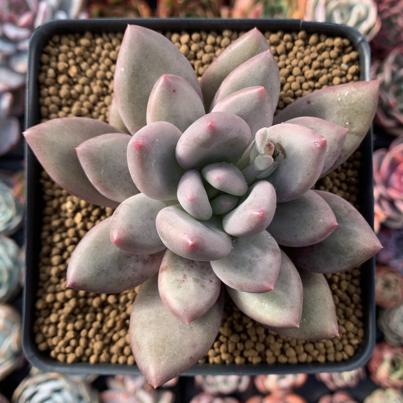 Pachyphytum 'Valentine' 3"-4" Succulent Plant