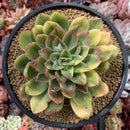 Echeveria 'Bob Jolly' Variegated 4"-5" Succulent Plant