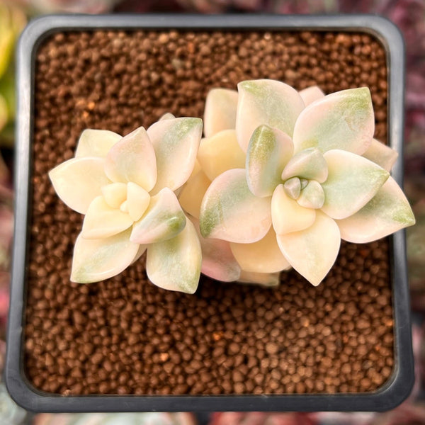 Graptoveria 'Titubans' Variegated 2” Cluster Succulent Plant