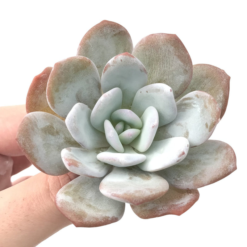 Echeveria 'Laui’ 2" Powdery Succulent Plant