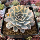 Echeveria 'Subsessilis' Variegated 3" Succulent Plant