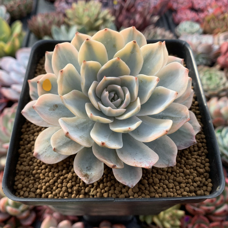 Echeveria 'Subsessilis' Variegated 3" Succulent Plant