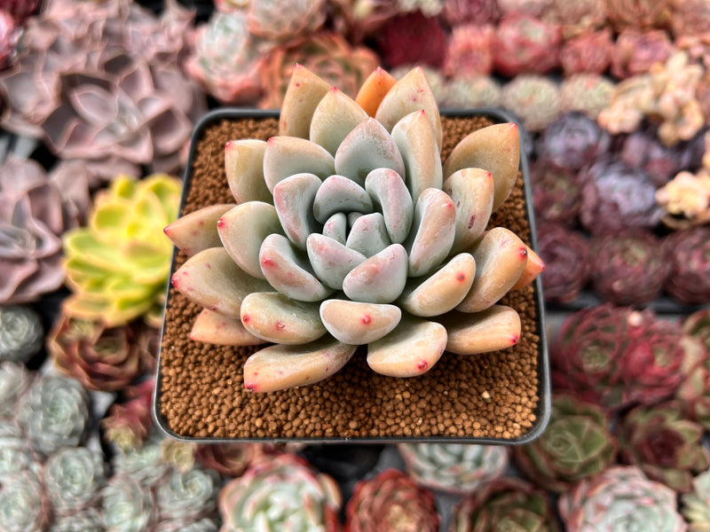 Graptoveria 'Opalina' 2"-3" Succulent Plant