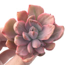 Graptoveria 'Mrs Richards' Variegated 3" Succulent Plant