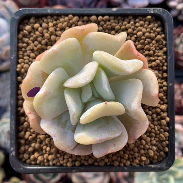 Echeveria 'Exotic' 2" Powdery Succulent Plant