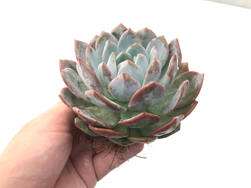 Echeveria 'Laui x lindsayana' Large 4"-5" Rare Succulent Plant