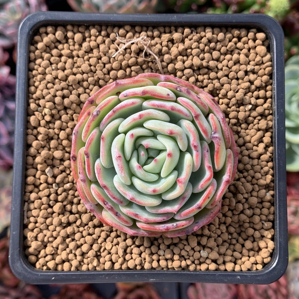 Echeveria 'Moon Harvest' 2" Succulent Plant