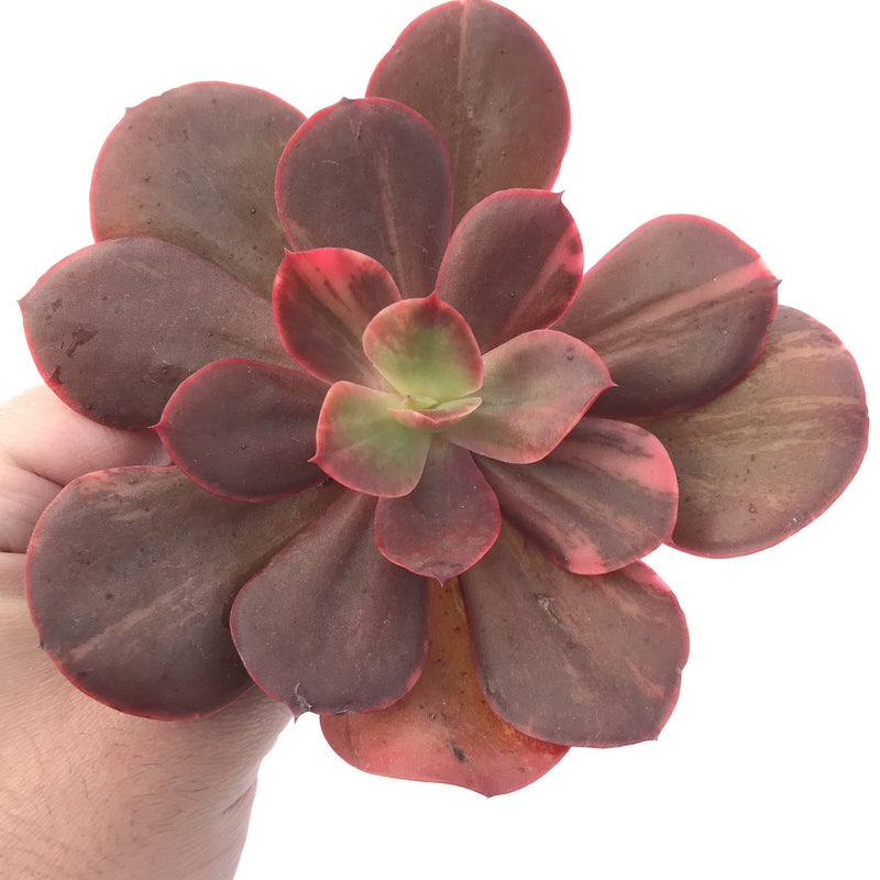 Echeveria 'Primadonna' Variegated 5" Succulent Plant