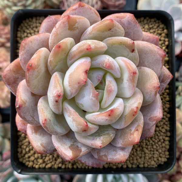 Echeveria 'Orange Monroe' 4" Powdery Succulent Plant