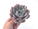 Echeveria 'Ivory' 5" Large Powdery Succulent Plant