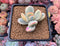 Cotyledon 'Orbiculata' Variegated 2" Succulent Plant