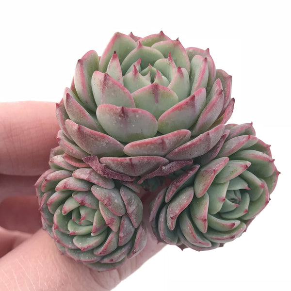 Echeveria ‘Lemon Star’ Small 1”-2” Rare Succulent Plant