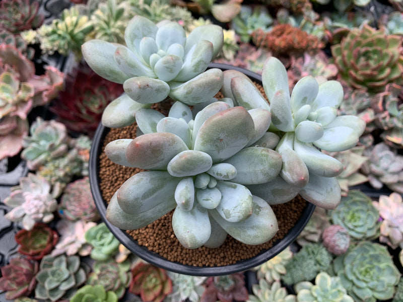 Pachyphytum cv 'Frevel' 5" Cluster Succulent Plant