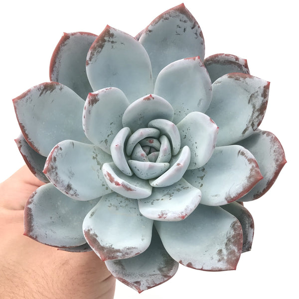 Echeveria 'Cream Sun’ 5" Powdery Succulent Plant