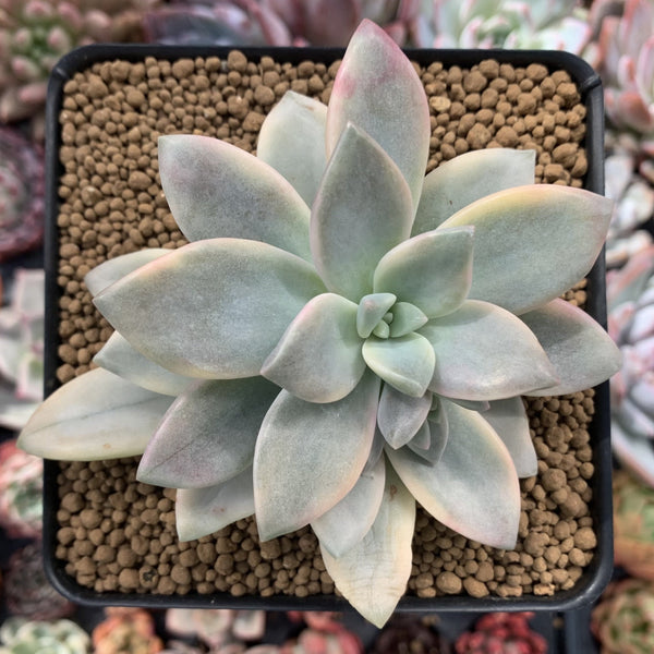 Graptopetalum 'Paraguayensis Awayuki' Variegated 4" Succulent Plant